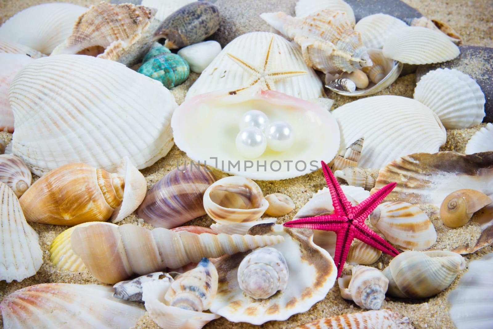 The exotic sea shell . treasure from the sea.