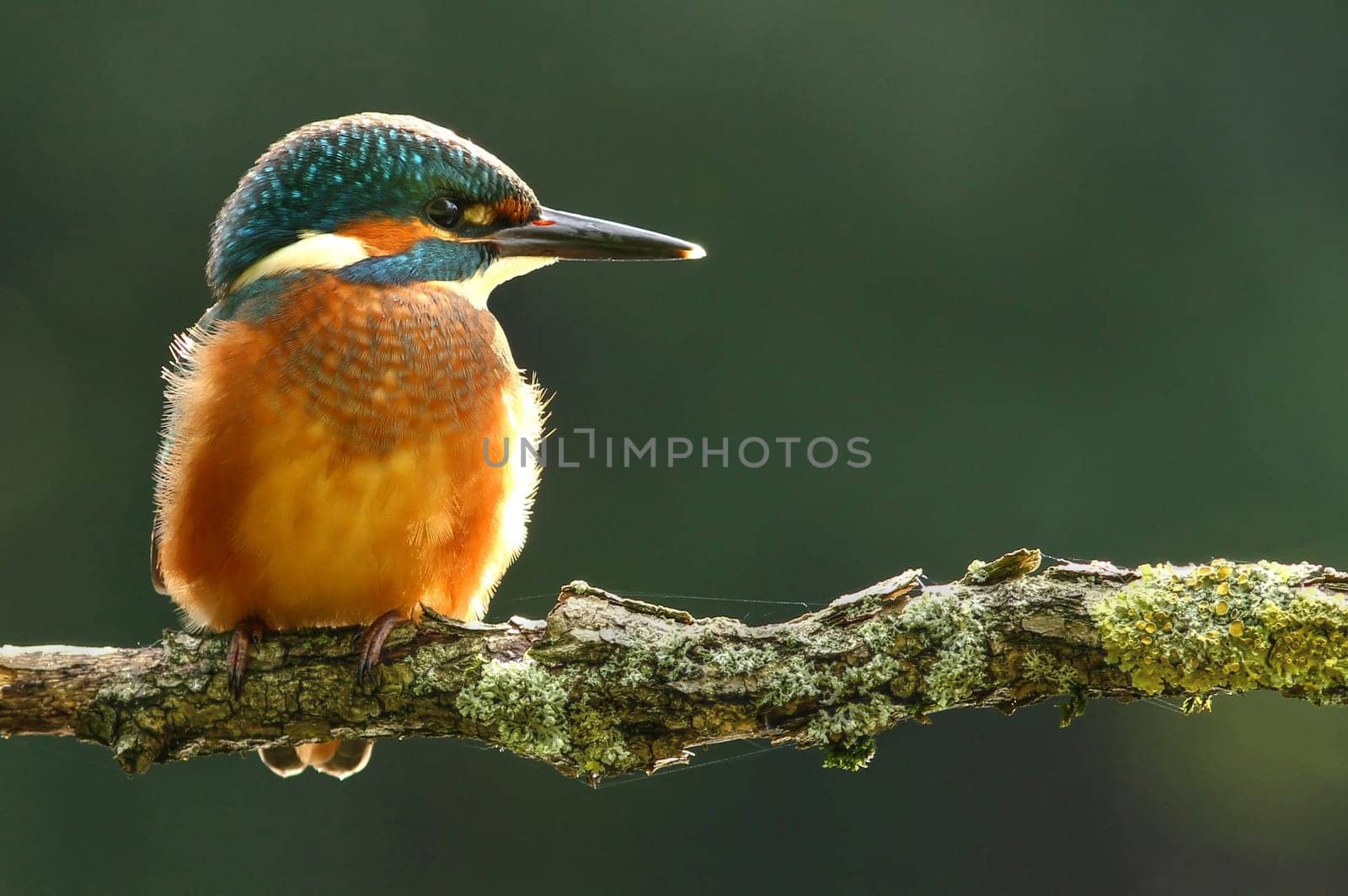 Kingfisher Alcedo atthis