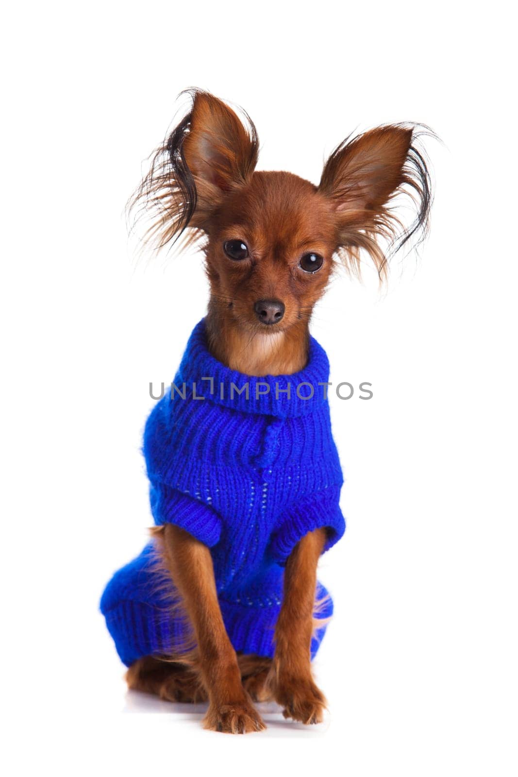 Toy terrier. Russian toy terrier on a white background. Funny little dog