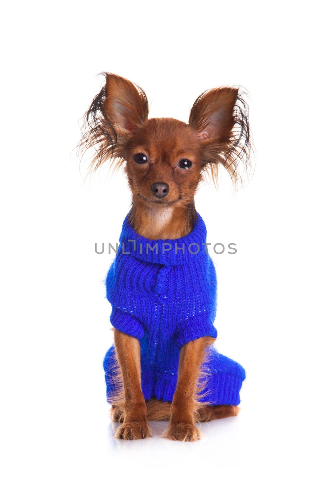 Toy terrier. Russian toy terrier on a white background. Funny little dog