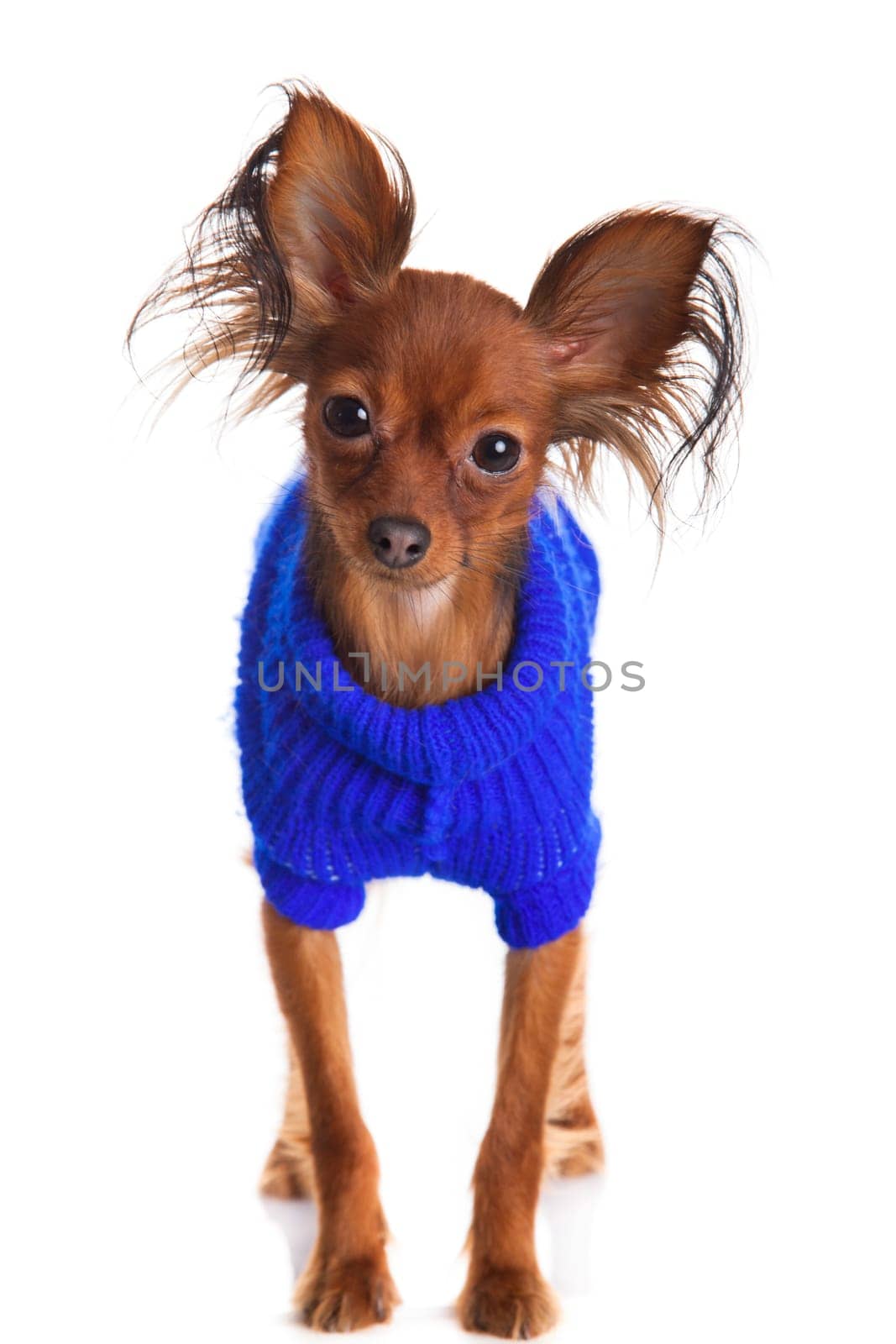 Toy terrier. Russian toy terrier on a white background. Funny little dog