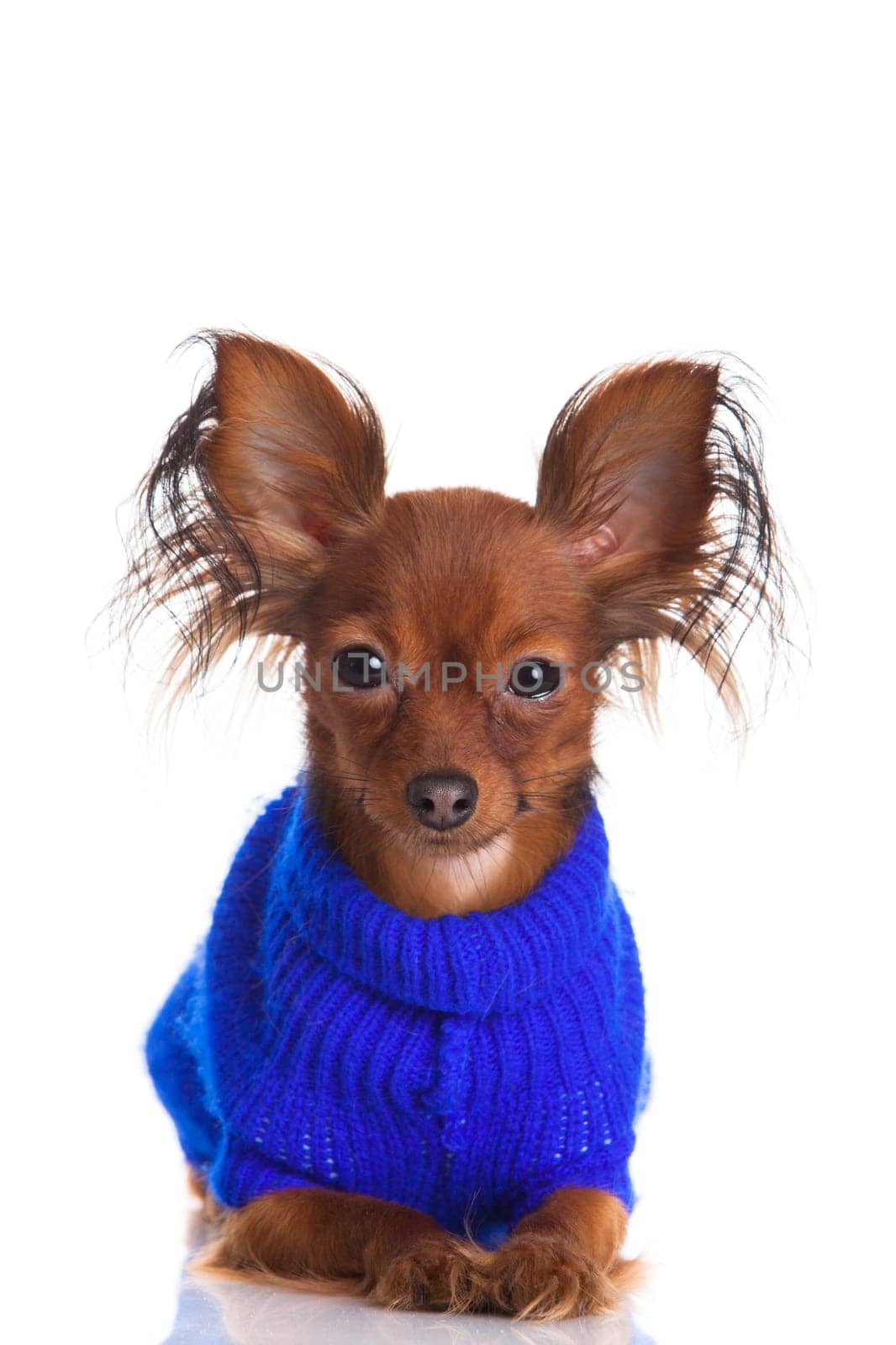 Toy terrier. Russian toy terrier on a white background. Funny little dog