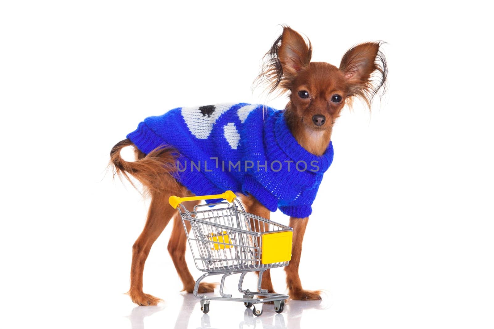 Toy Terrier with shopping cart isolated on white. Funny little dog. Russian toy terrier on a white background
