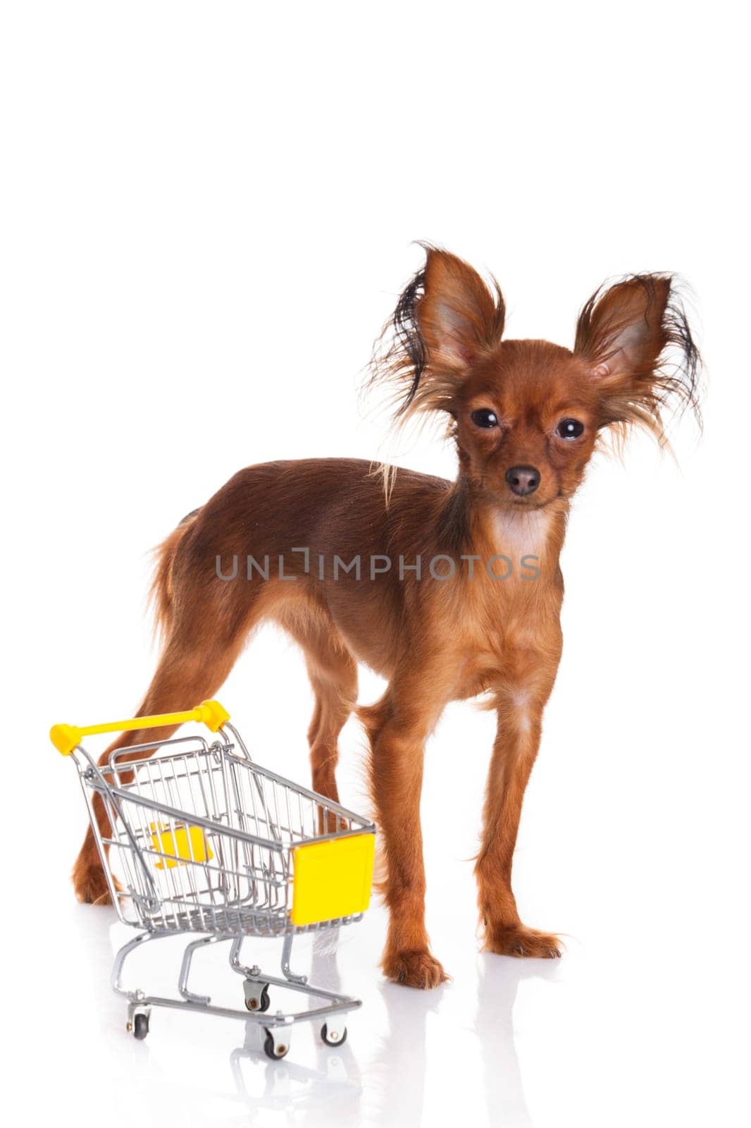 Toy Terrier with shopping cart isolated on white. Funny little dog. Russian toy terrier on a white background