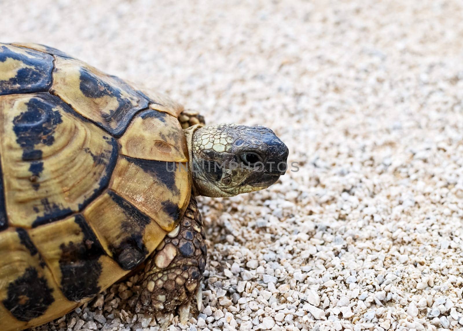 Turtle on the beach