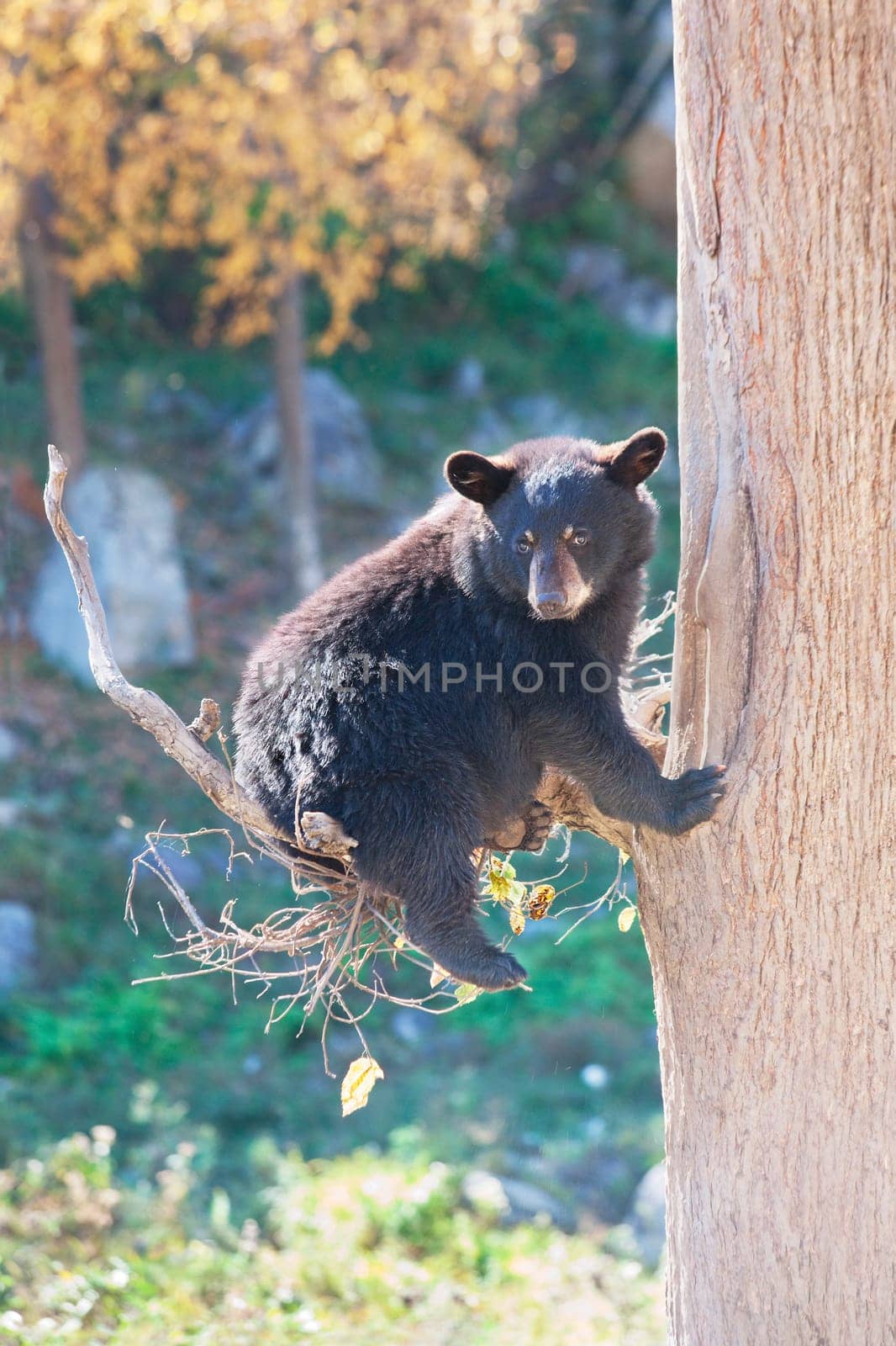 A black bear cub is sitting in a tree and looking at the camera on a fall day.