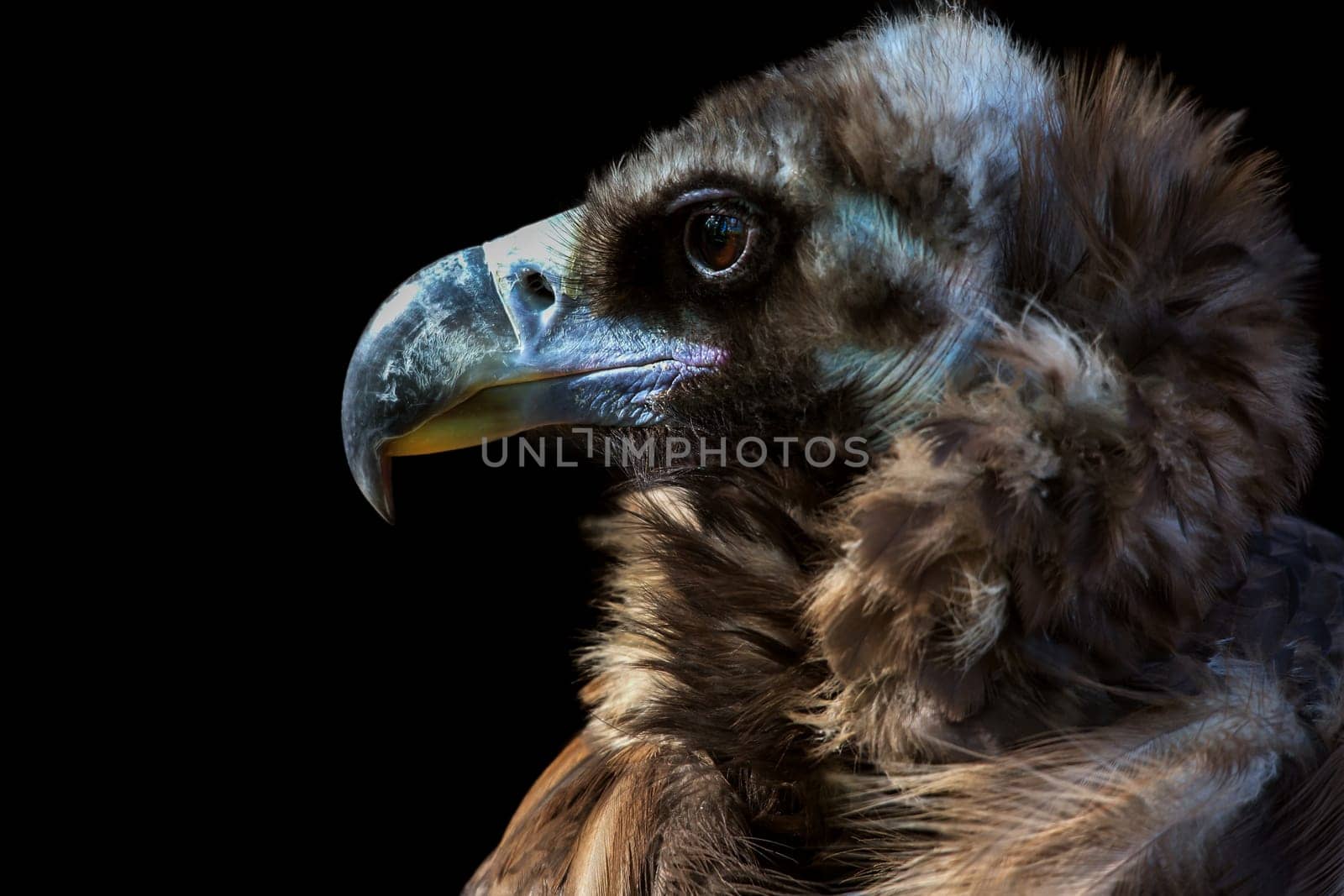 Portrait of Black Vultures