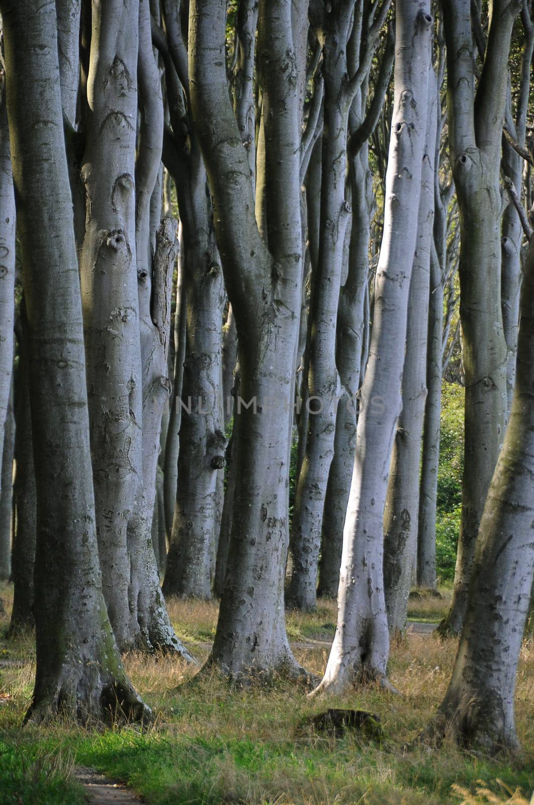 Ghost Forest
