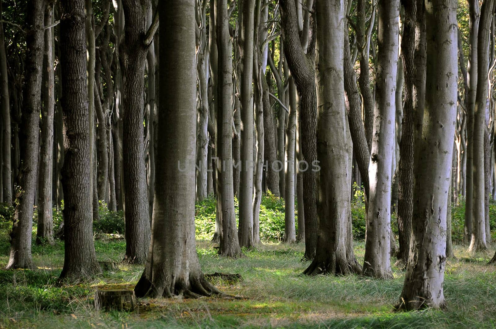 Ghost Forest