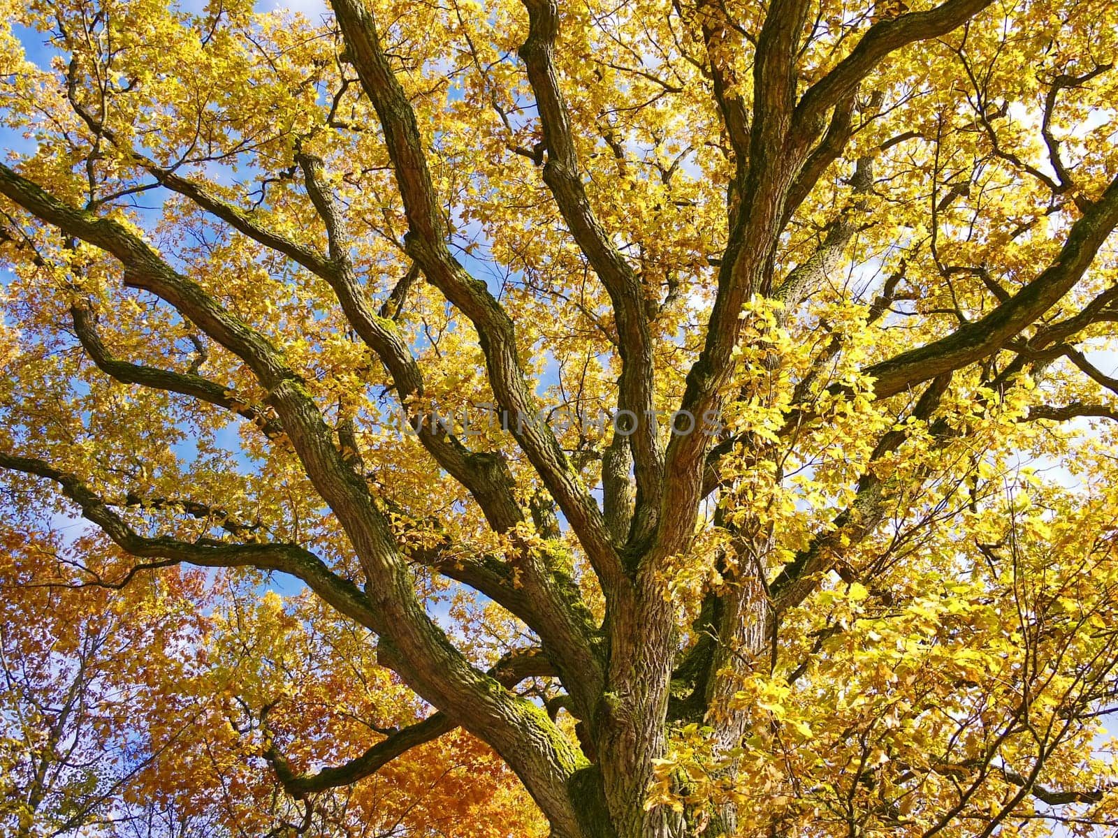 Oak in autumn