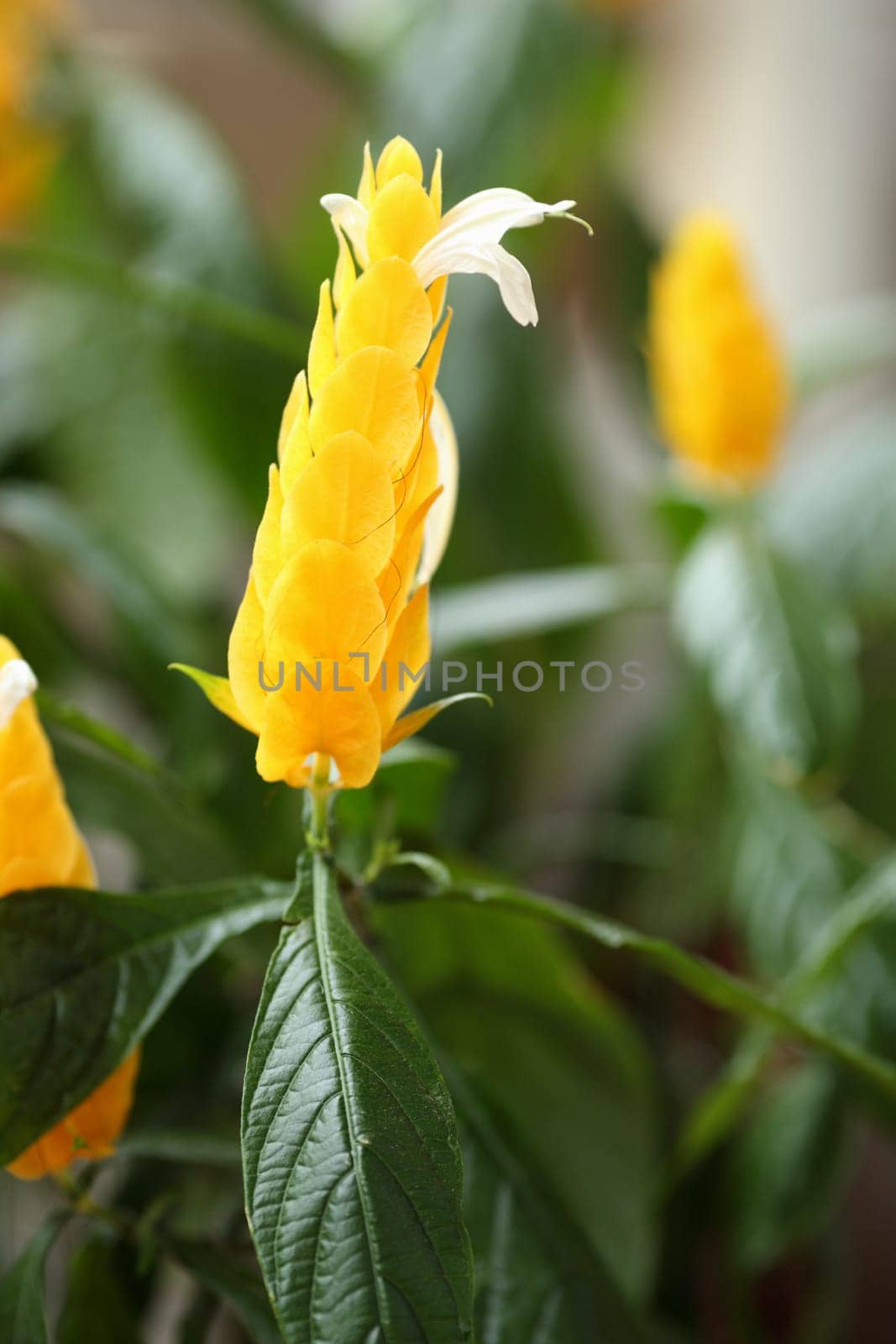 Details of a Pachystachys lutea isolated in blurred background.