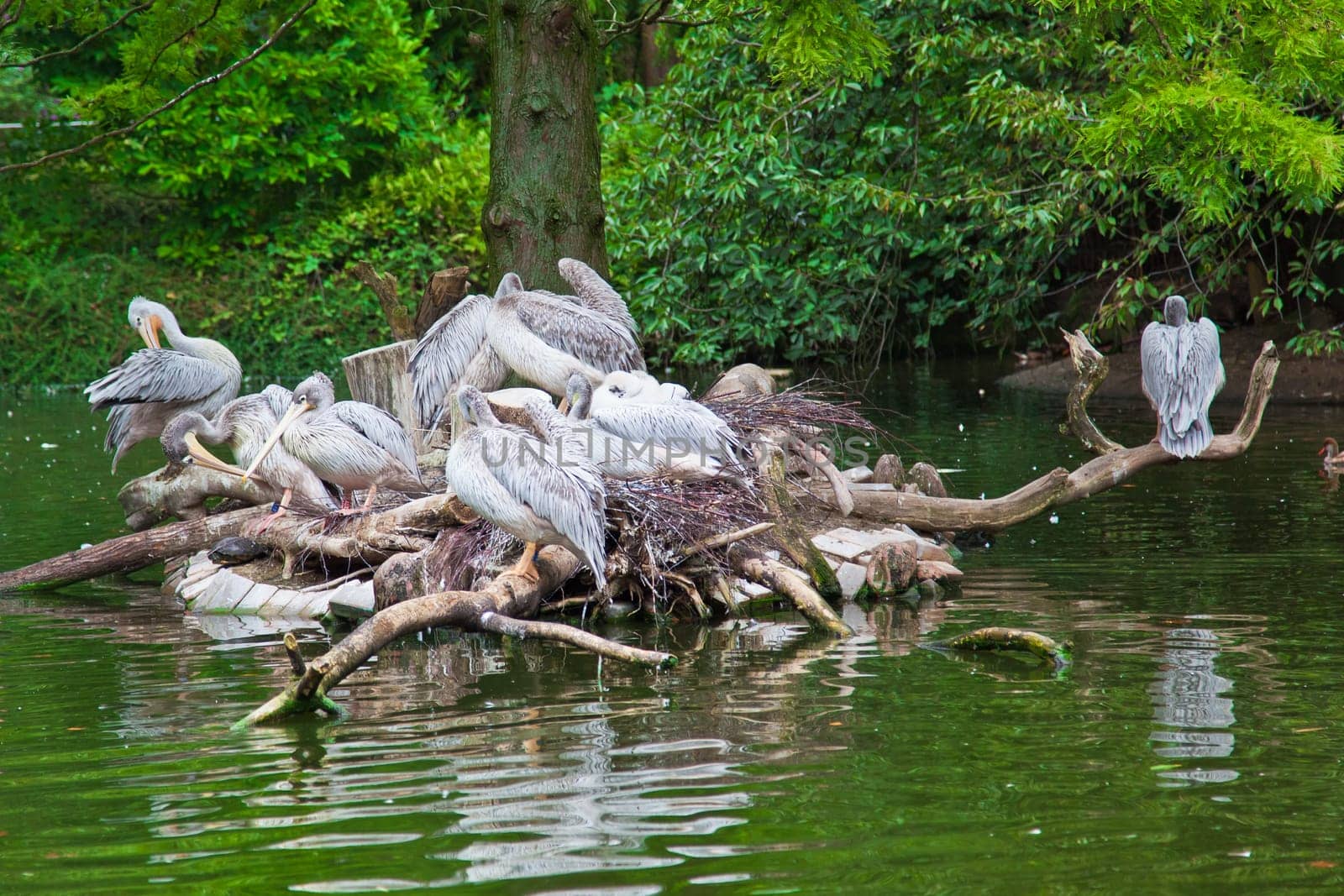 group of  white Pelicans. Pelican nest
