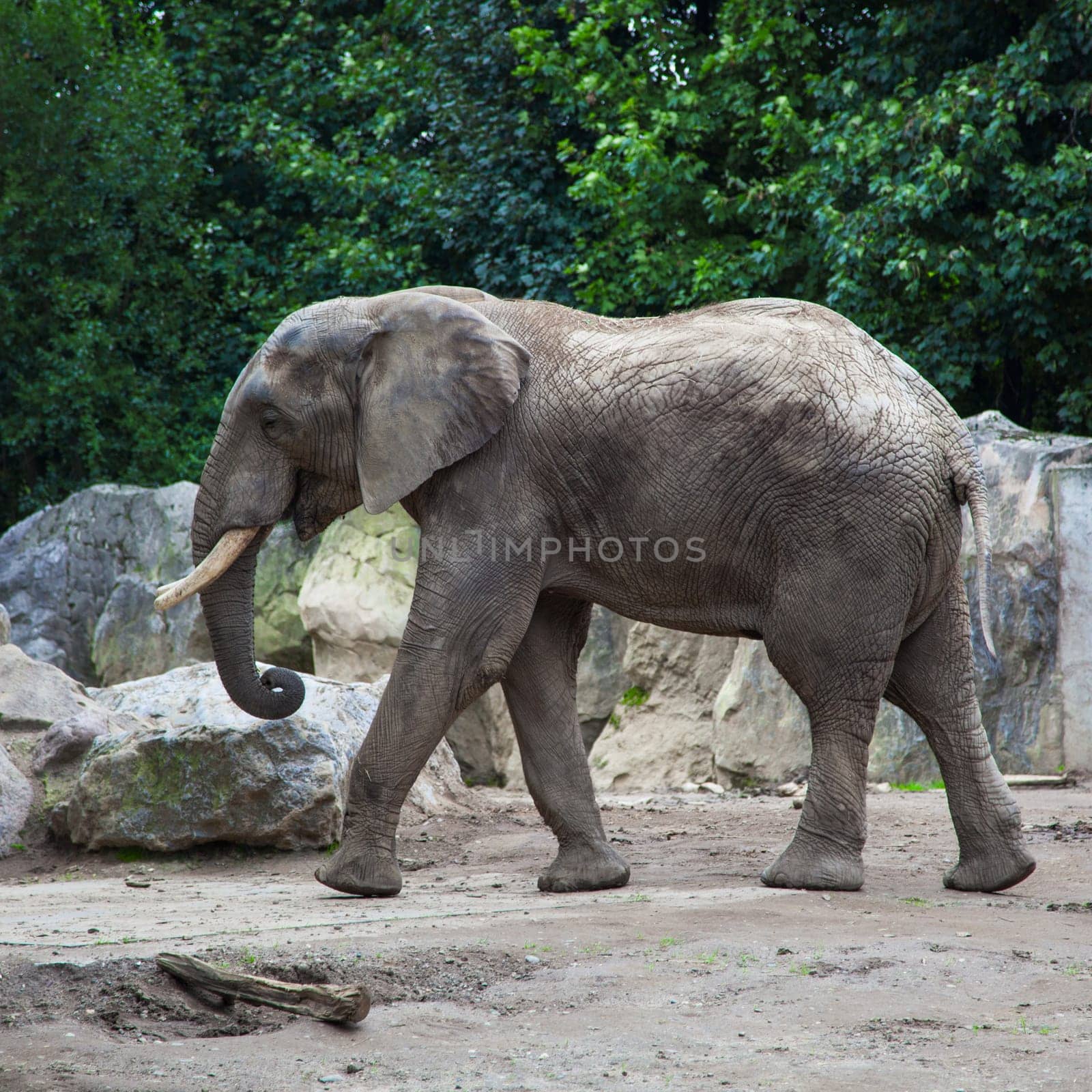 african bush elephant in zoo
