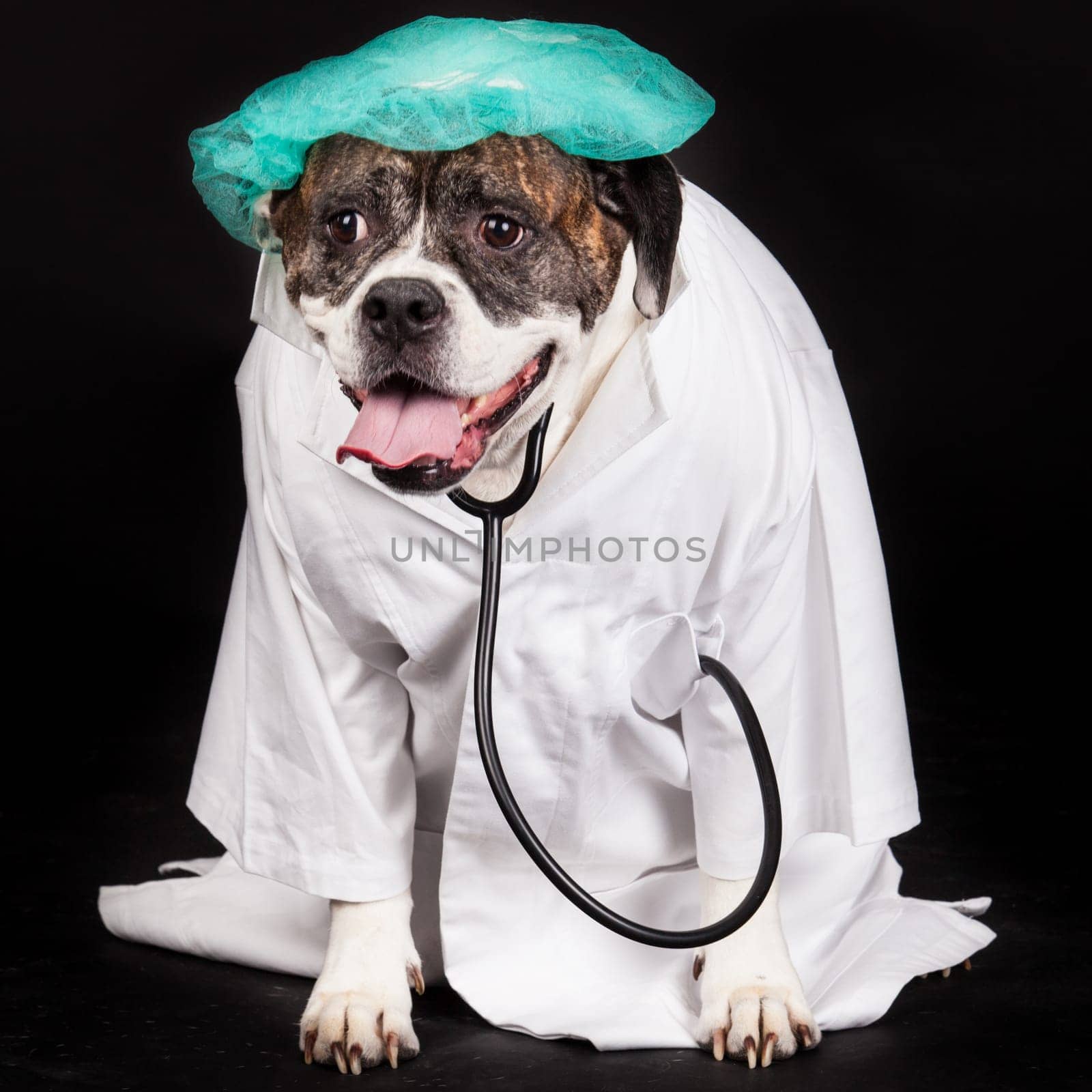 American Bulldog. dog dressed in a doctor coat and wearing a stethoscope against a black background