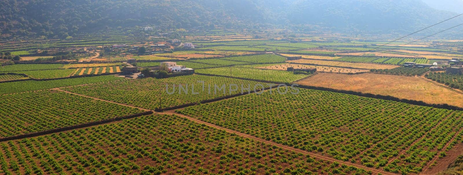 View of zibibbo Plantation in Pantelleria