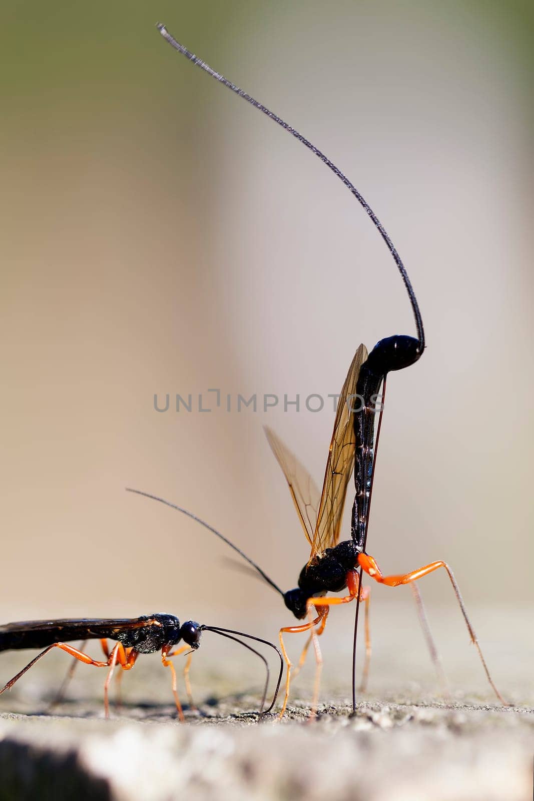 Female wood wasps laying eggs - macro image