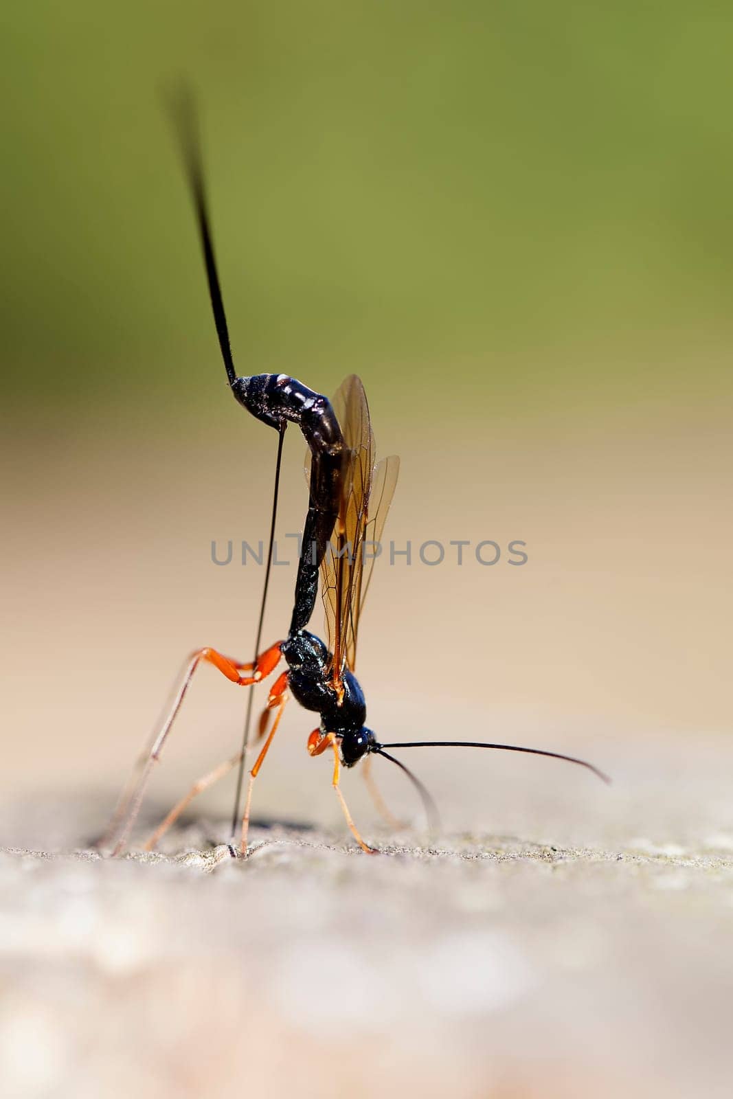Female wood wasp laying eggs - macro image