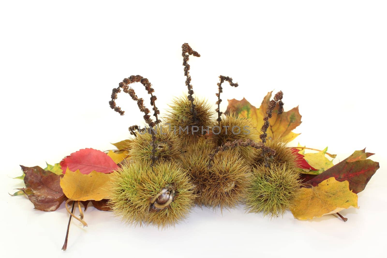 ripe sweet chestnuts in front of a white background
