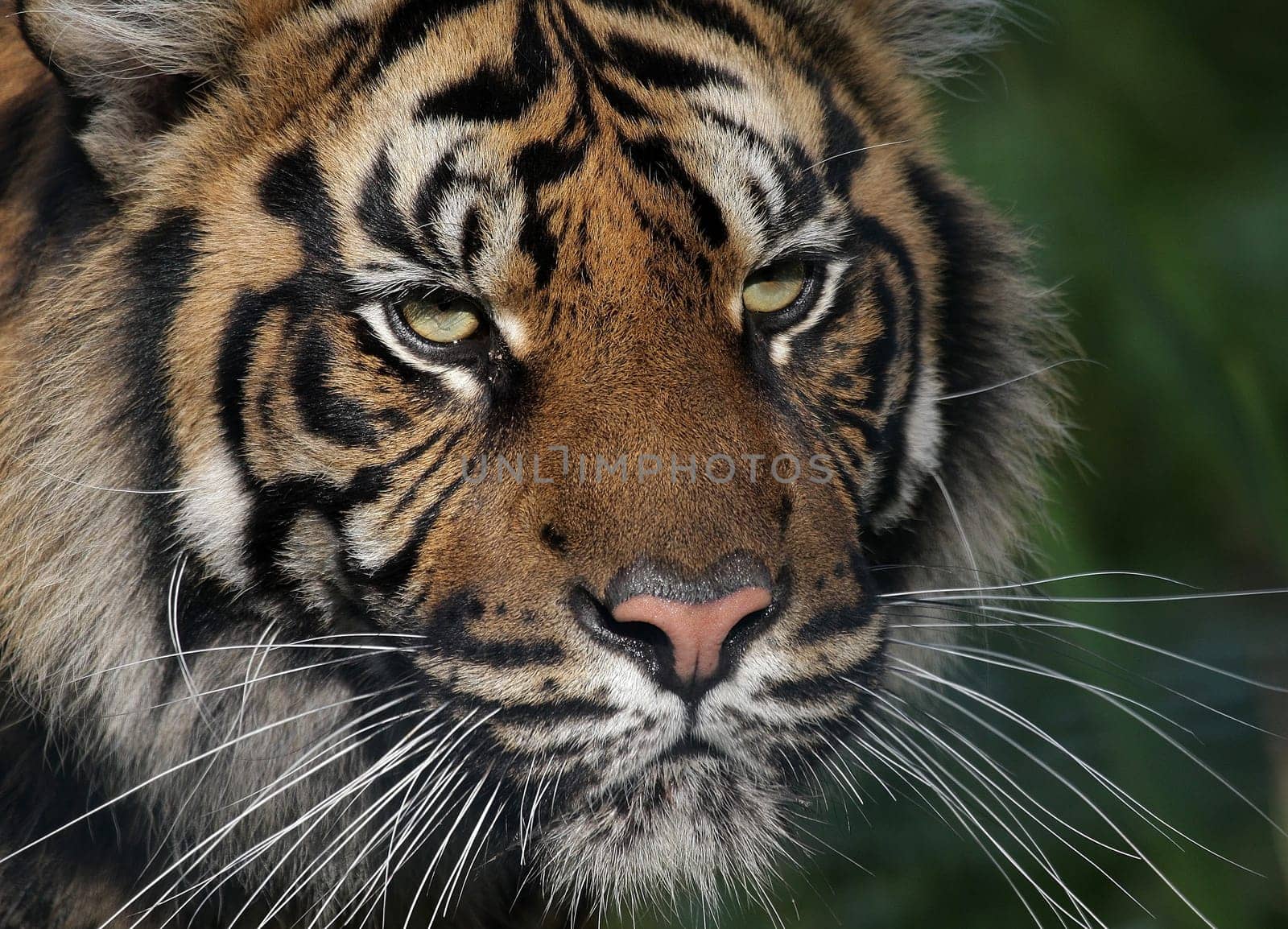 TigerPortrait