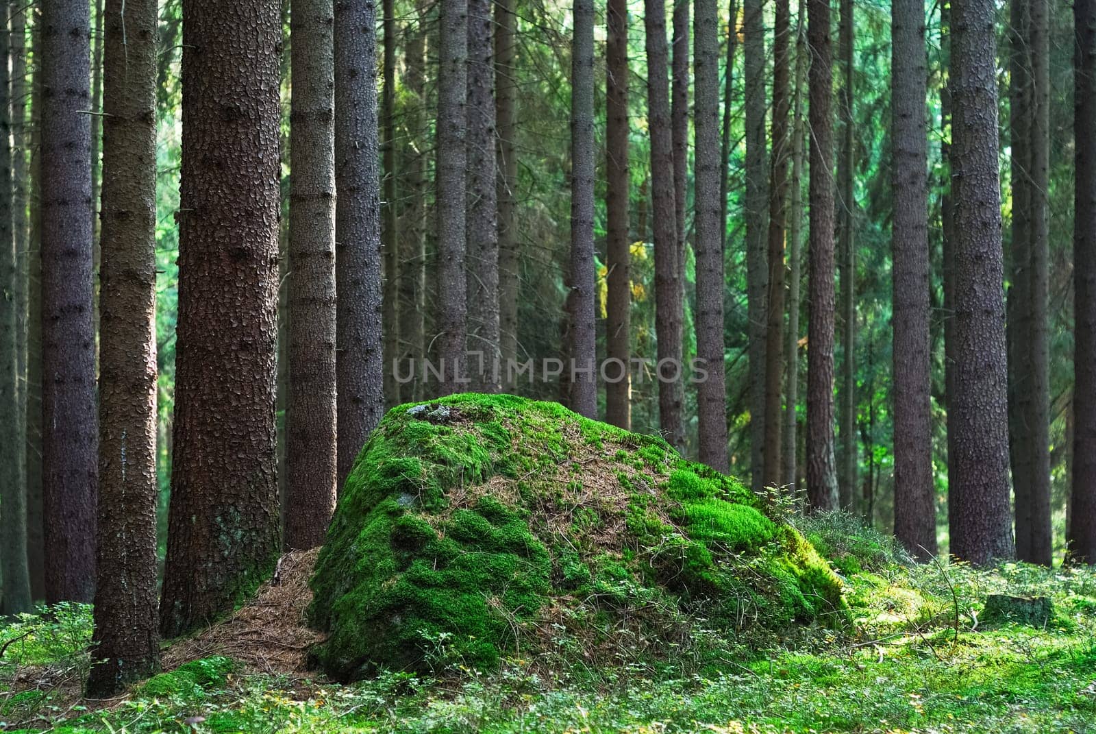 Rock covered with moss in the forest