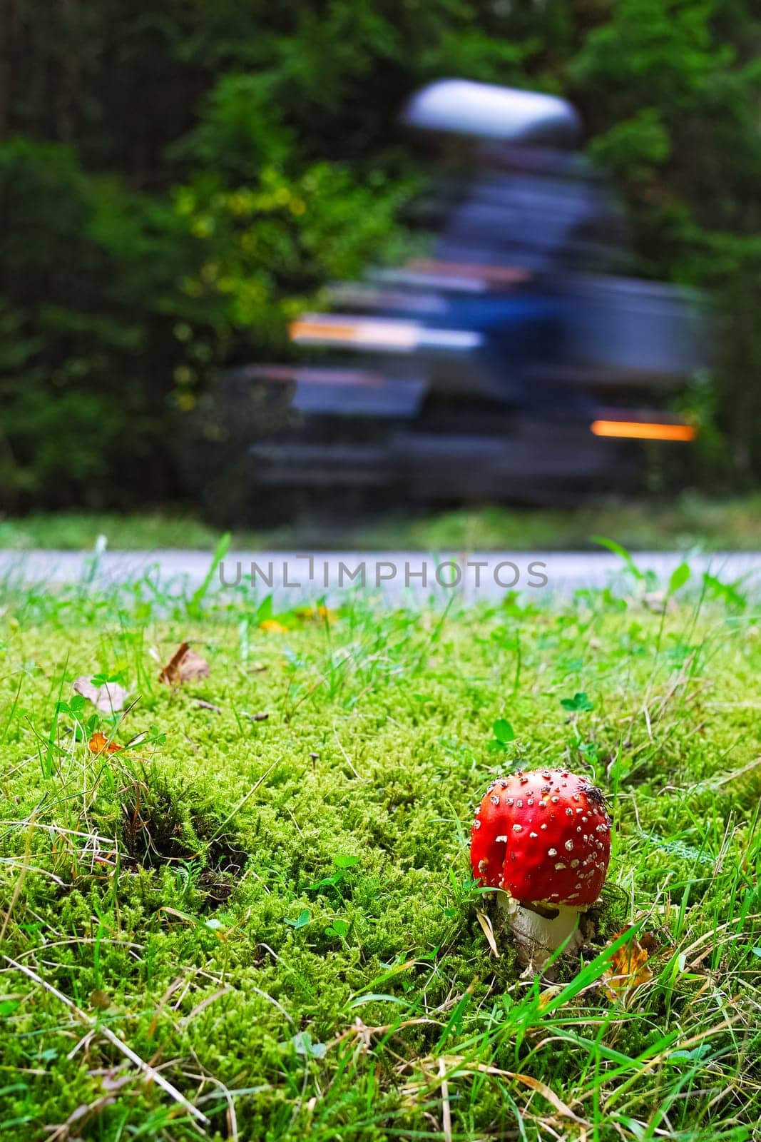 Toadstool on the roadside with motorbike