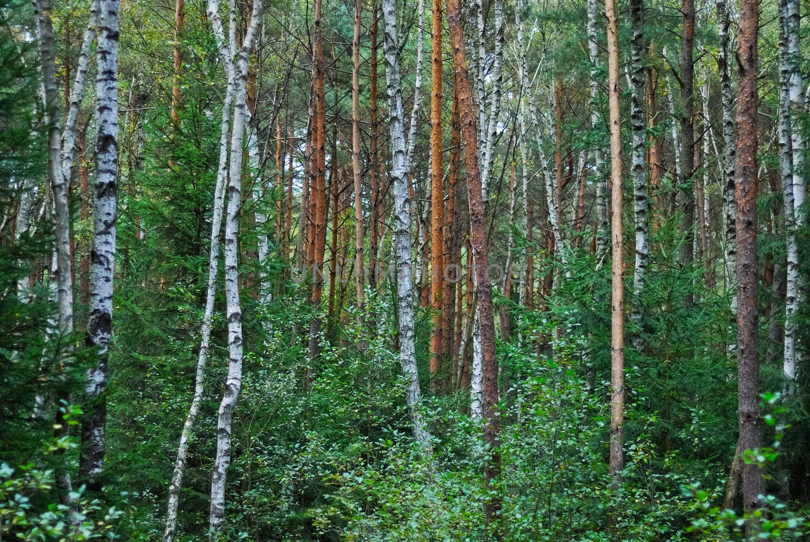 Mixed forest raised bog forest