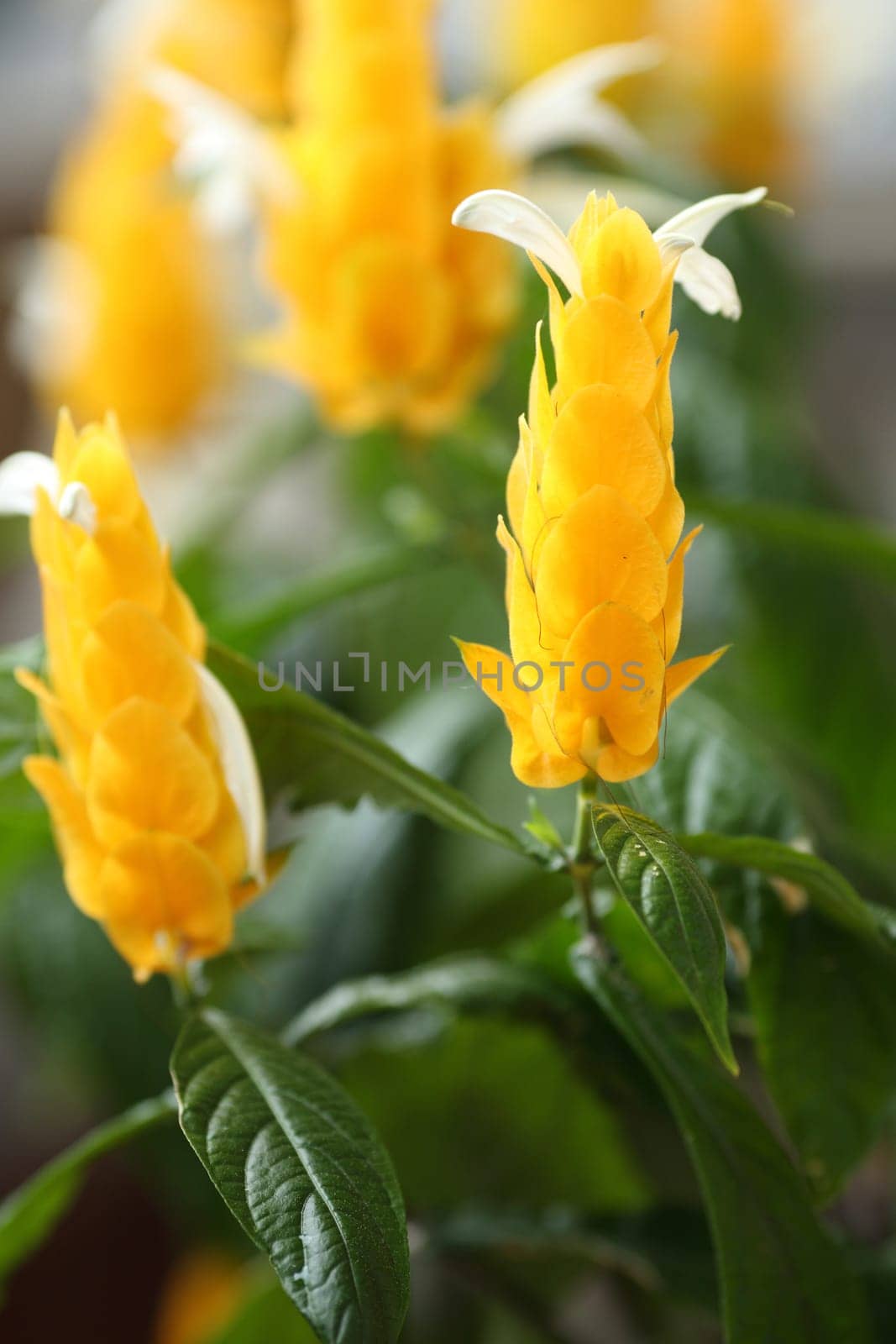 Details of a Pachystachys lutea isolated in blurred background.