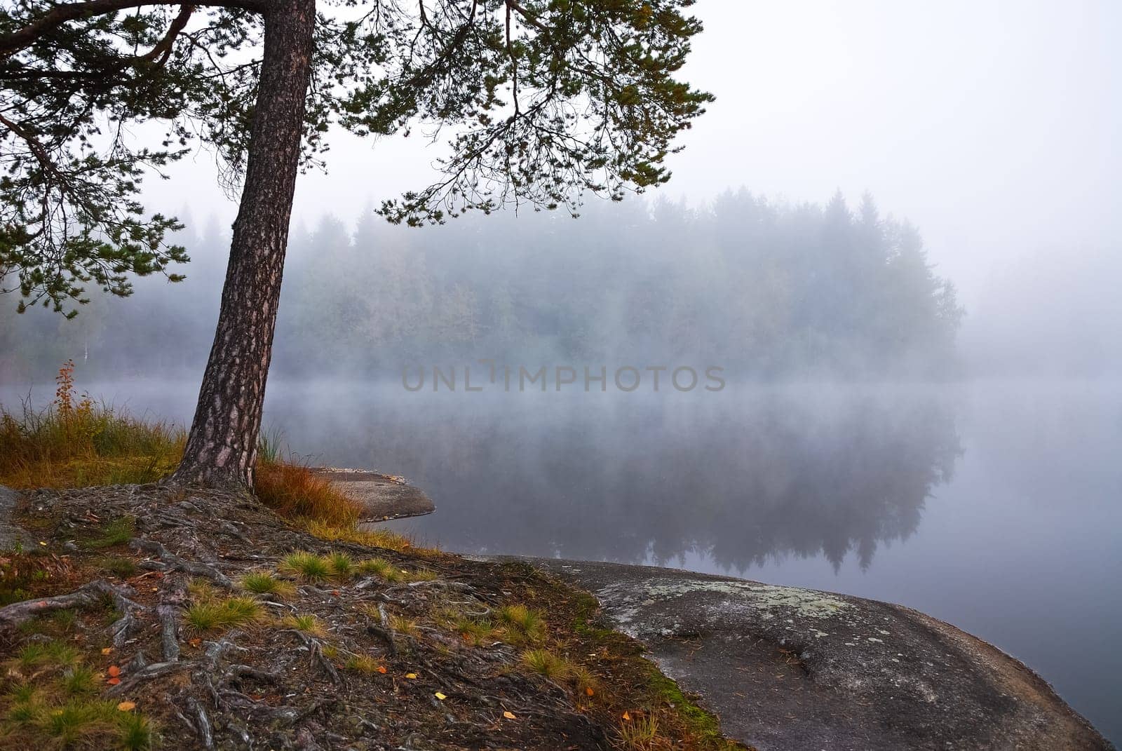 Morning fog at the pond