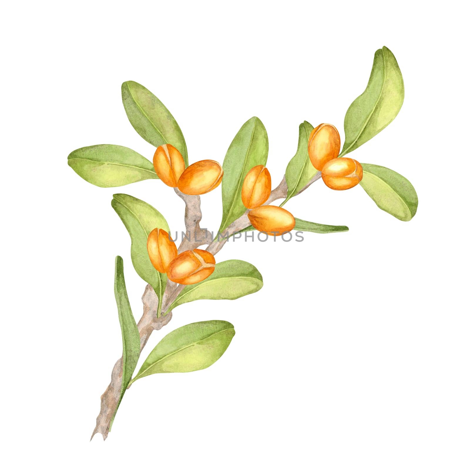 A vibrant botanical watercolor clipart featuring an argan branch with clustered orange fruits and soft green leaves. Suitable for creating nature-inspired packaging, labels, or digital artwork.