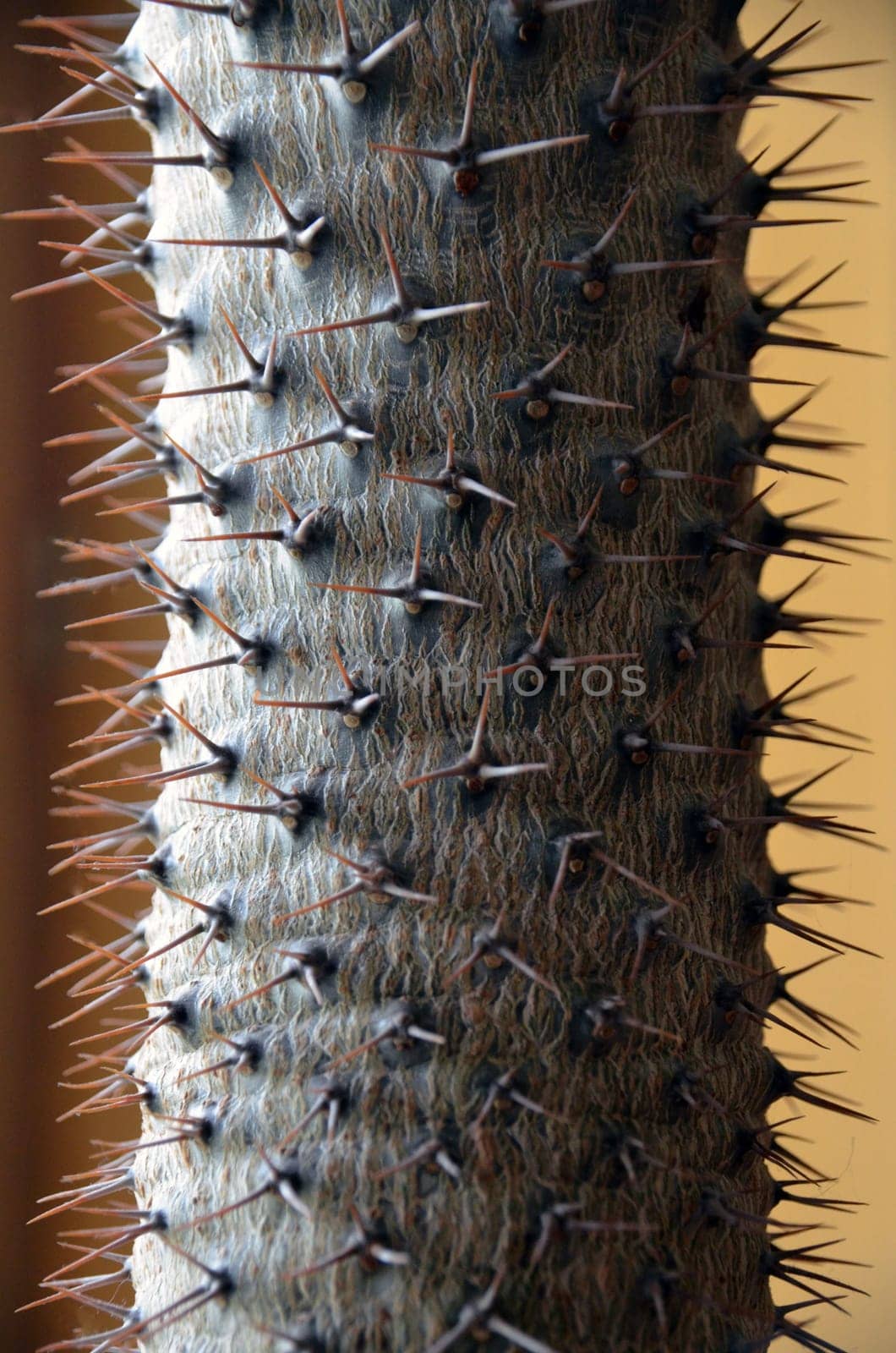 Prickly affair