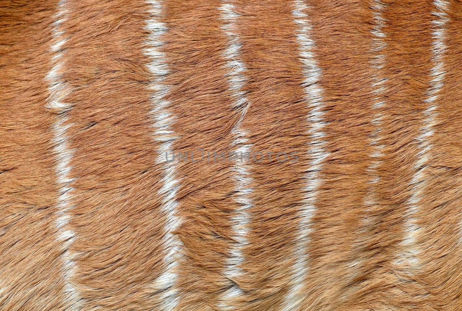 textured of nyala fur (Tragelafhus angasii)
