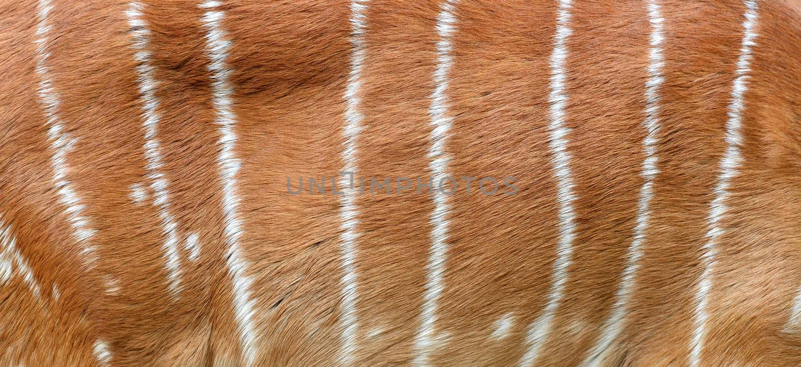 textured of nyala fur (Tragelafhus angasii)
