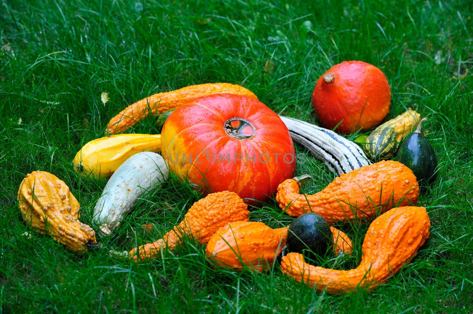 Autumn decoration with pumpkins.