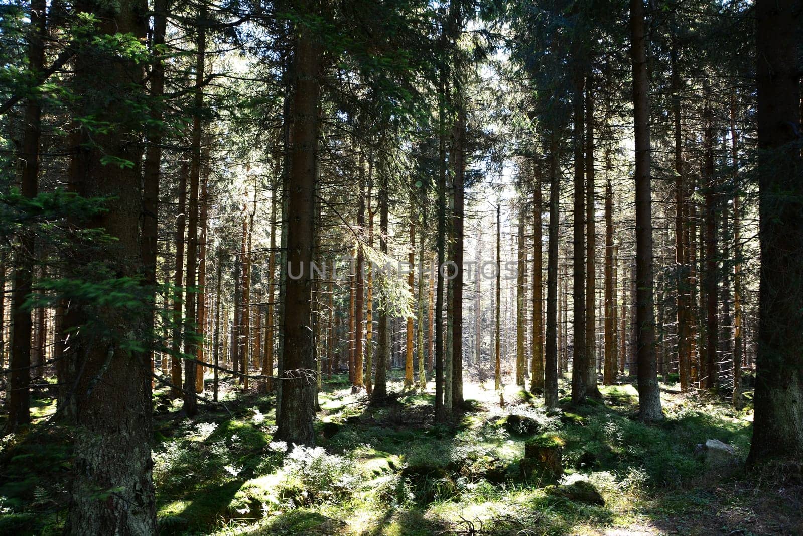 Forest at the foot of the Brocken