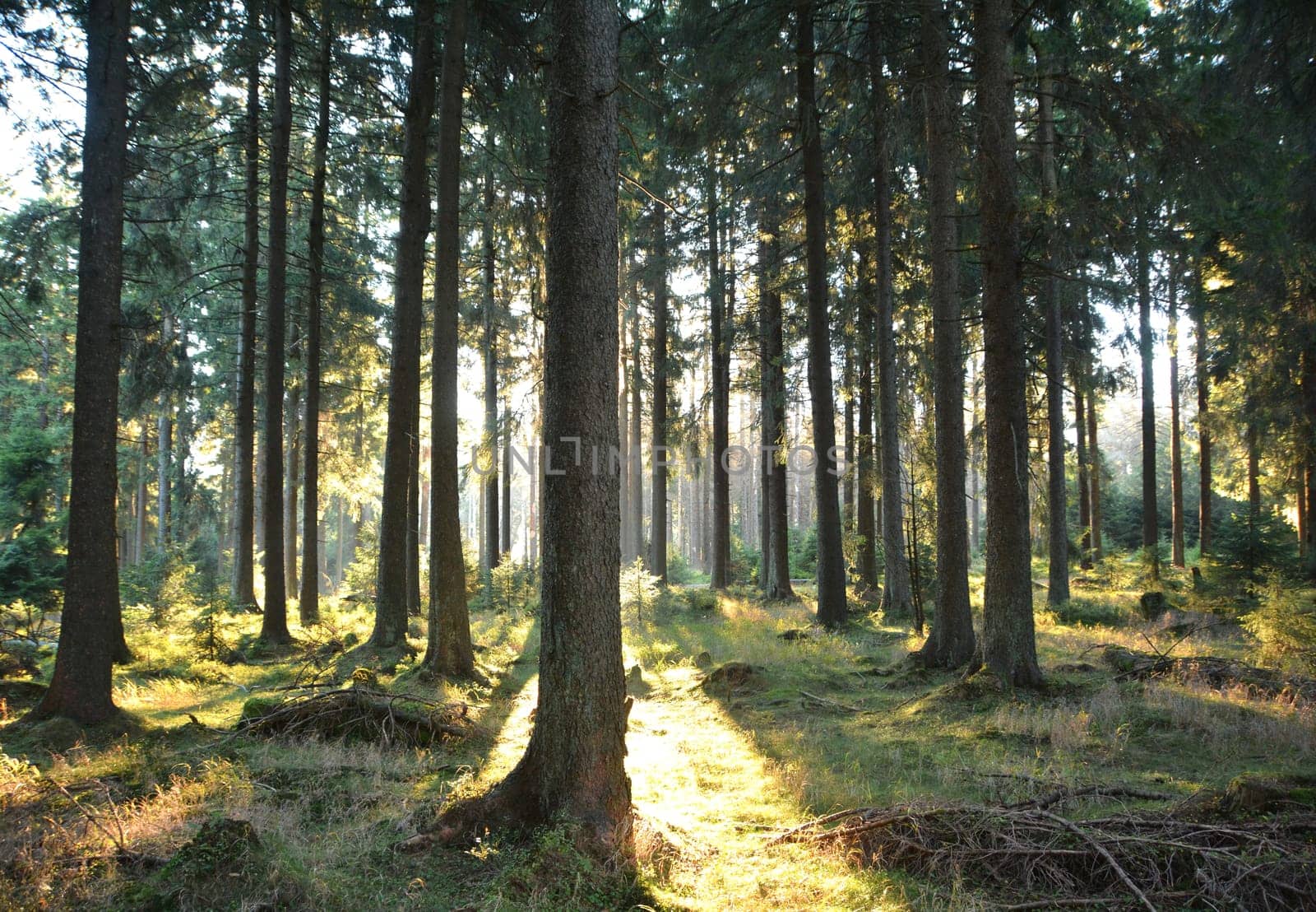 Forest at the foot of the Brocken