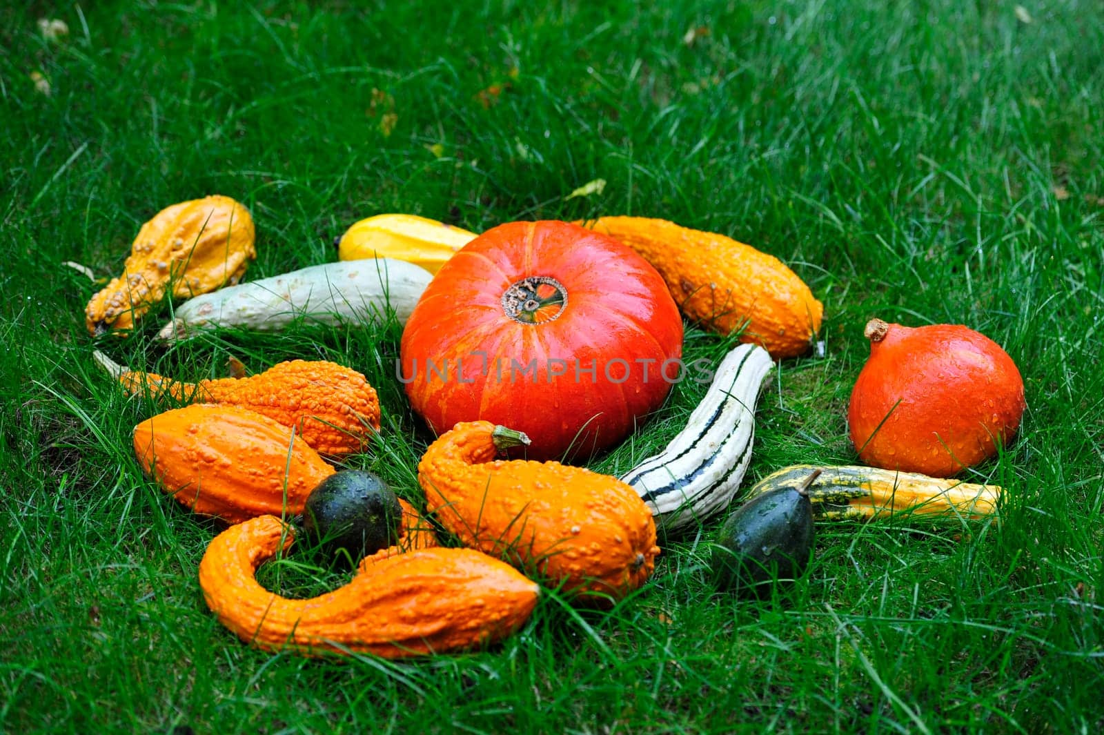 Autumn decoration with pumpkins.