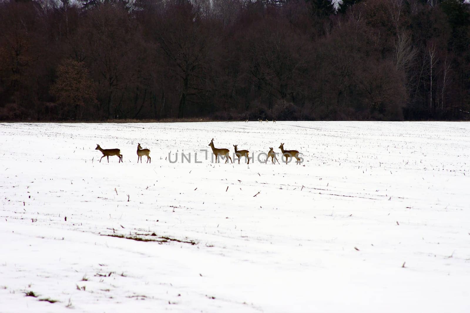 The photograph of deer in a field in winter.