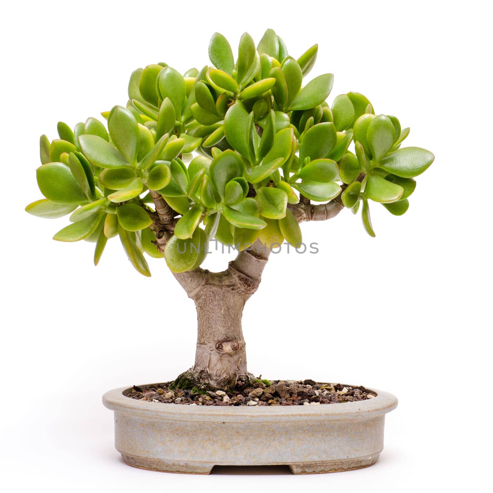 Penny tree (Crassula ovata) as bonsai tree in a bowl
