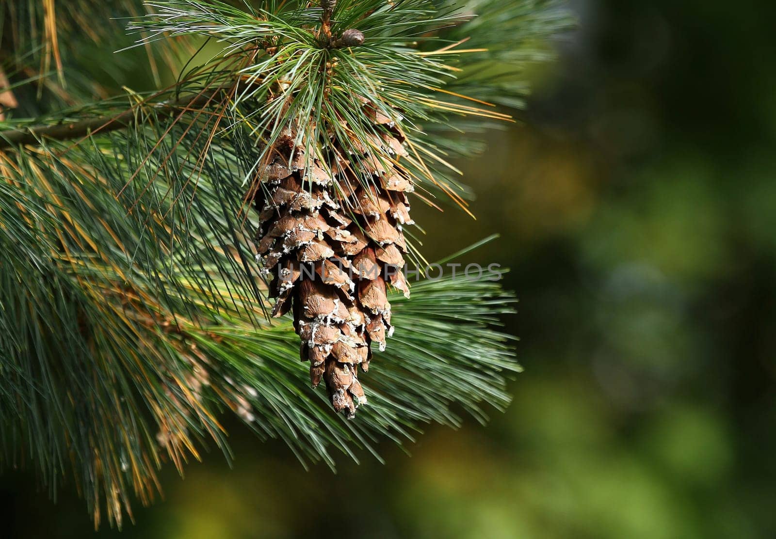 Fir cone