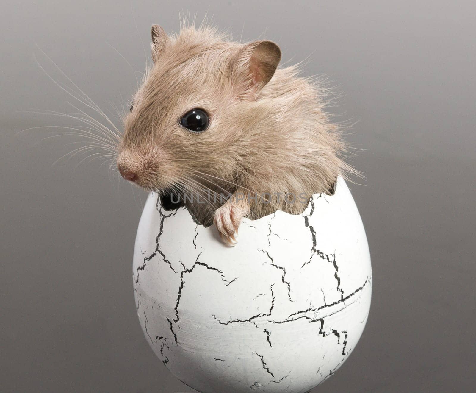 Mouse hatches
