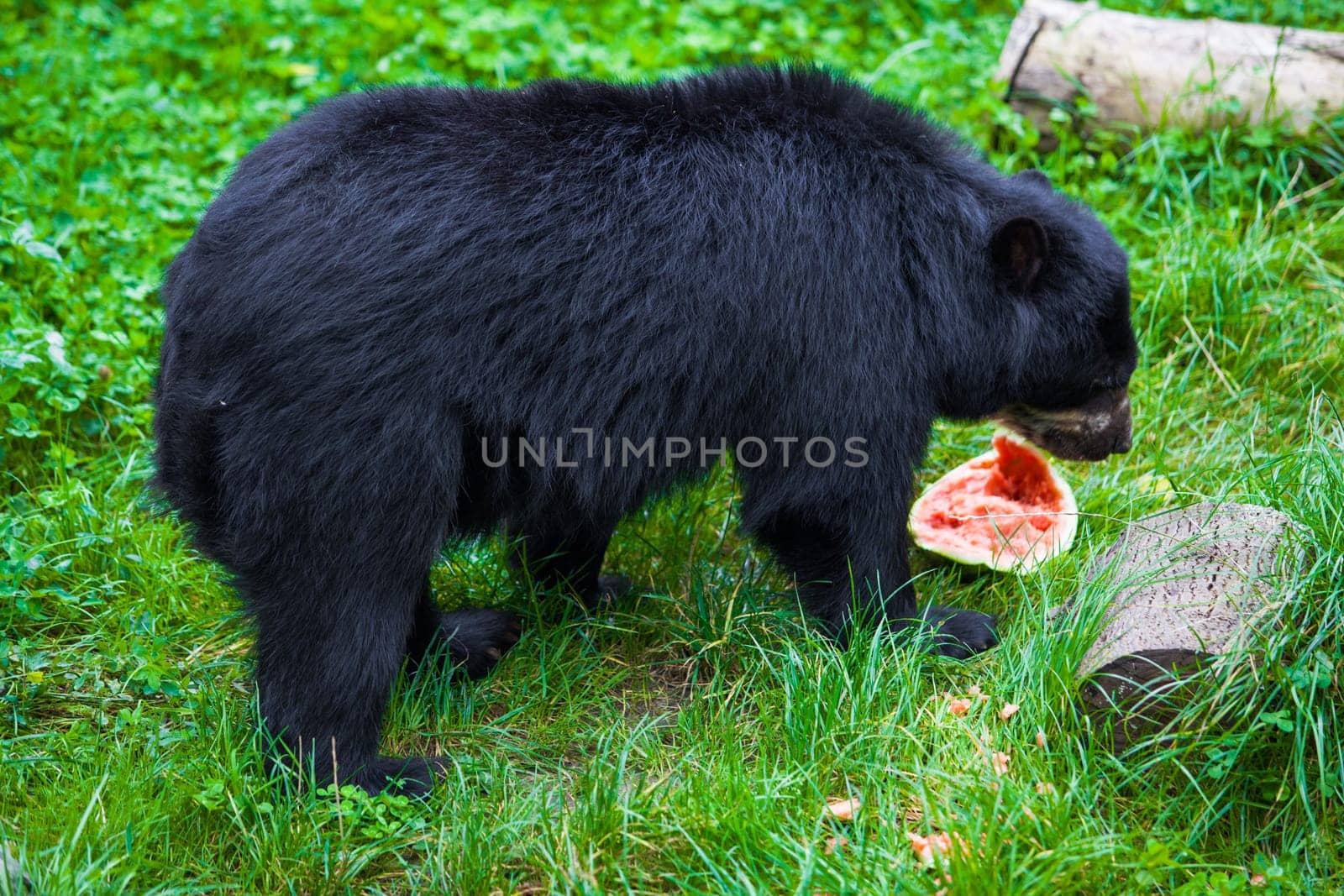 Black Bear