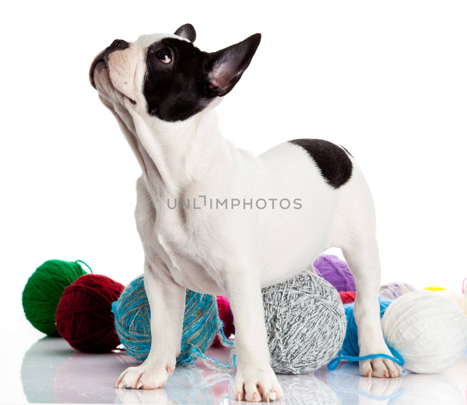 French Bulldog  puppy with a wool balls isolated on white background.