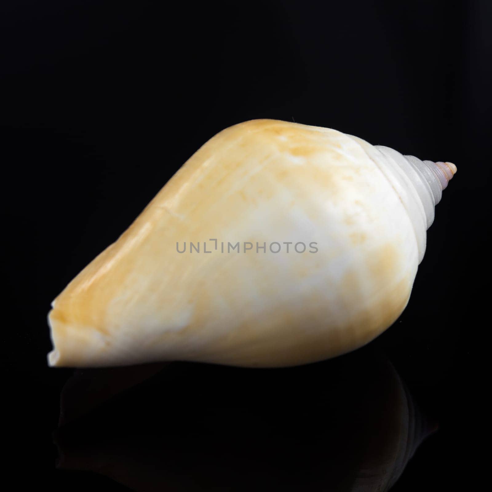 shell on a black background.
