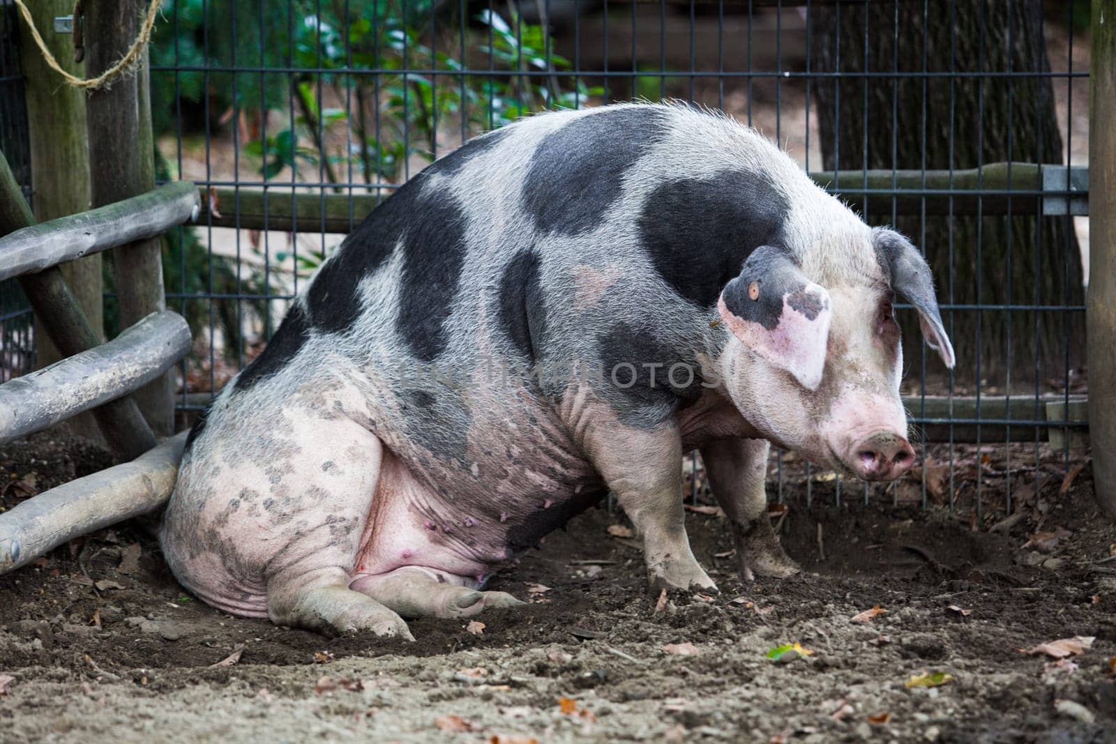Pig