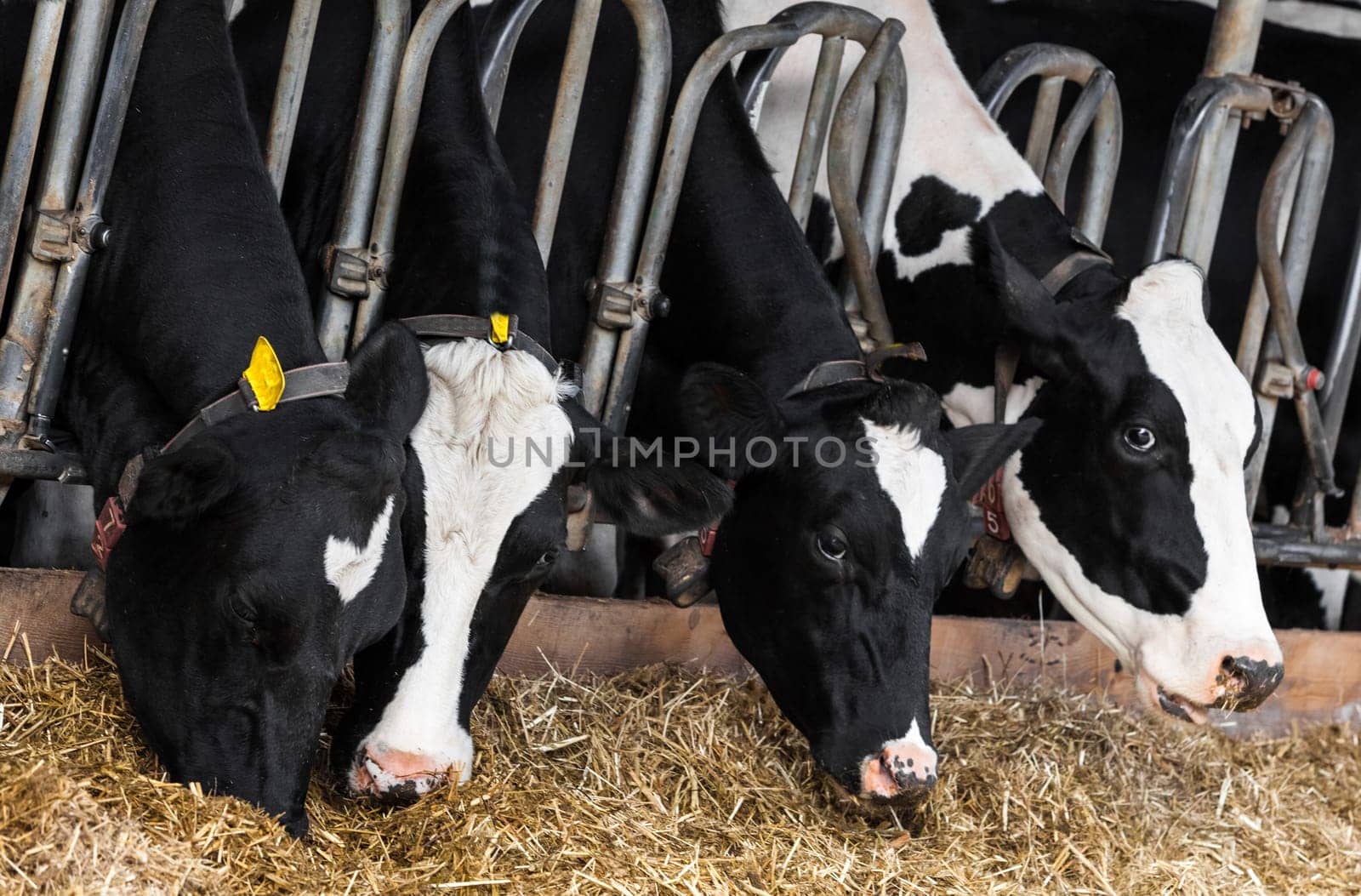 cows in a farm. Dairy cows in a farm.
