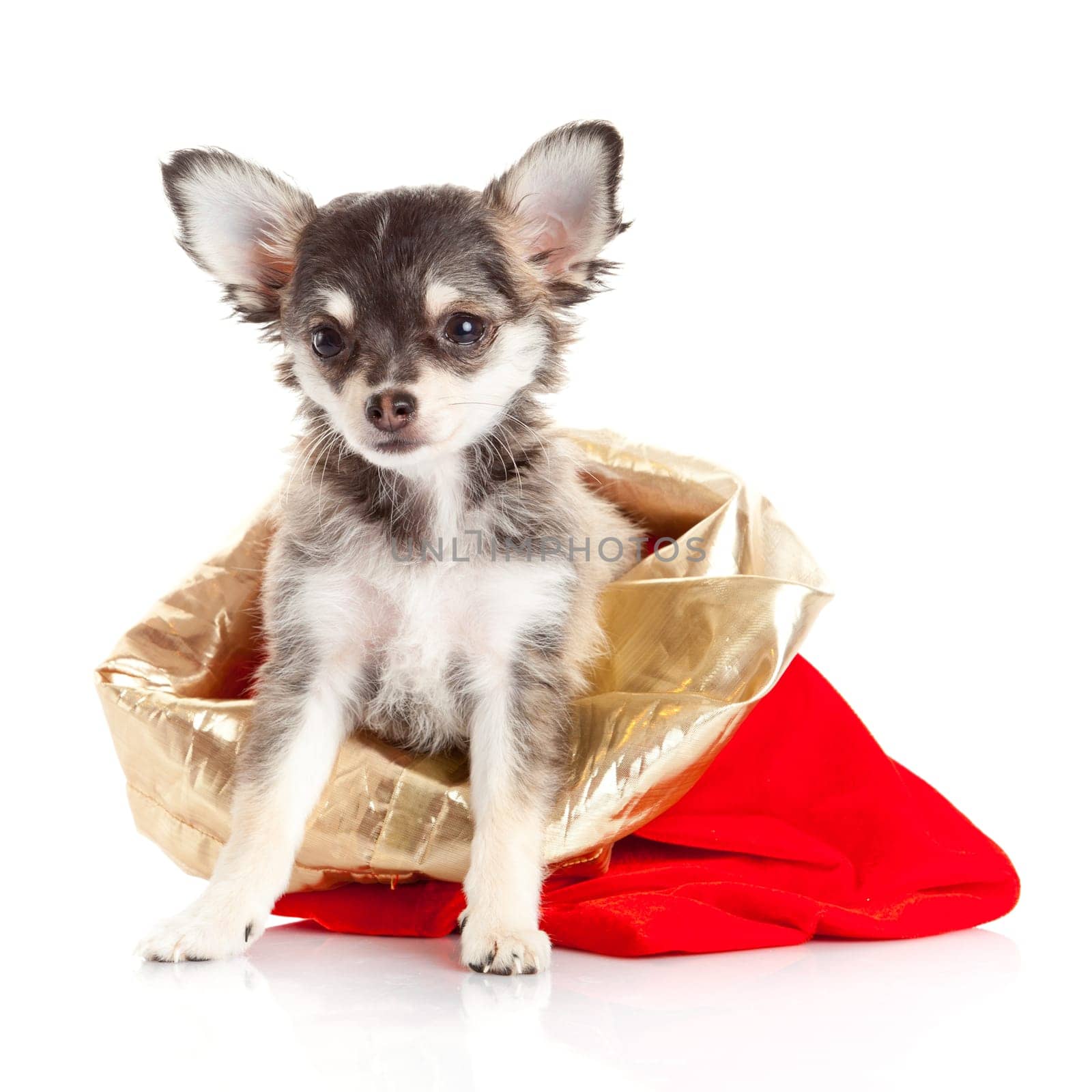 Chihuahua puppy   for Christmas!