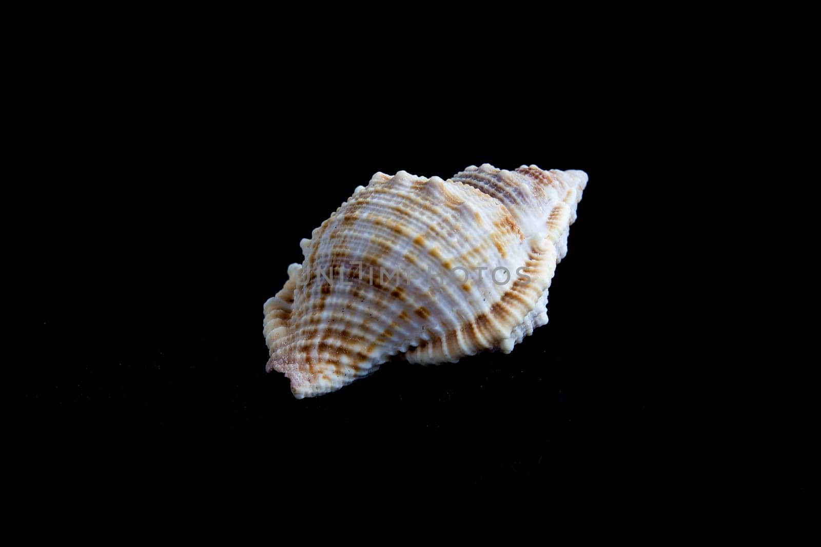 shell on a black background.
