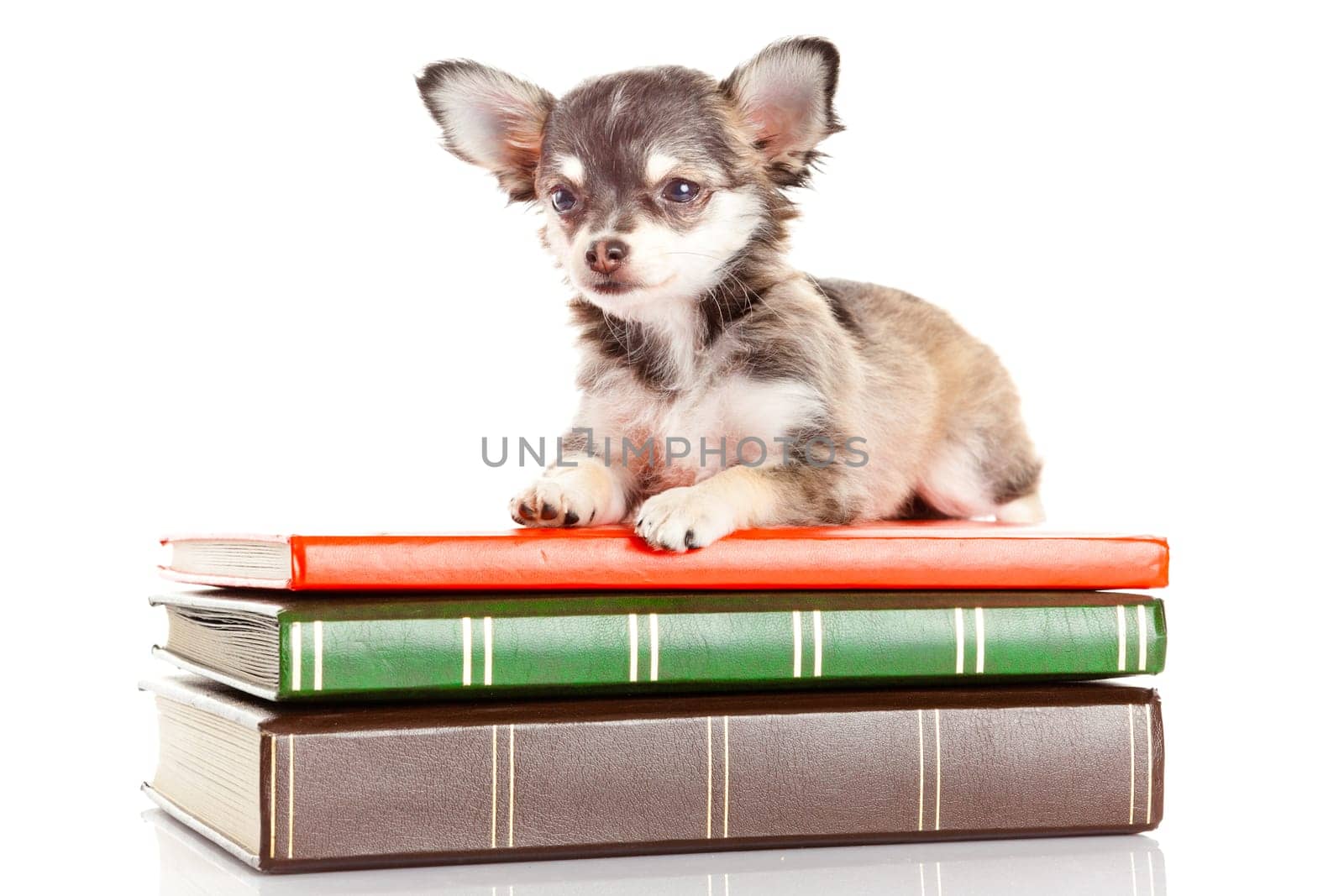 dog on books. Chihuahua puppy