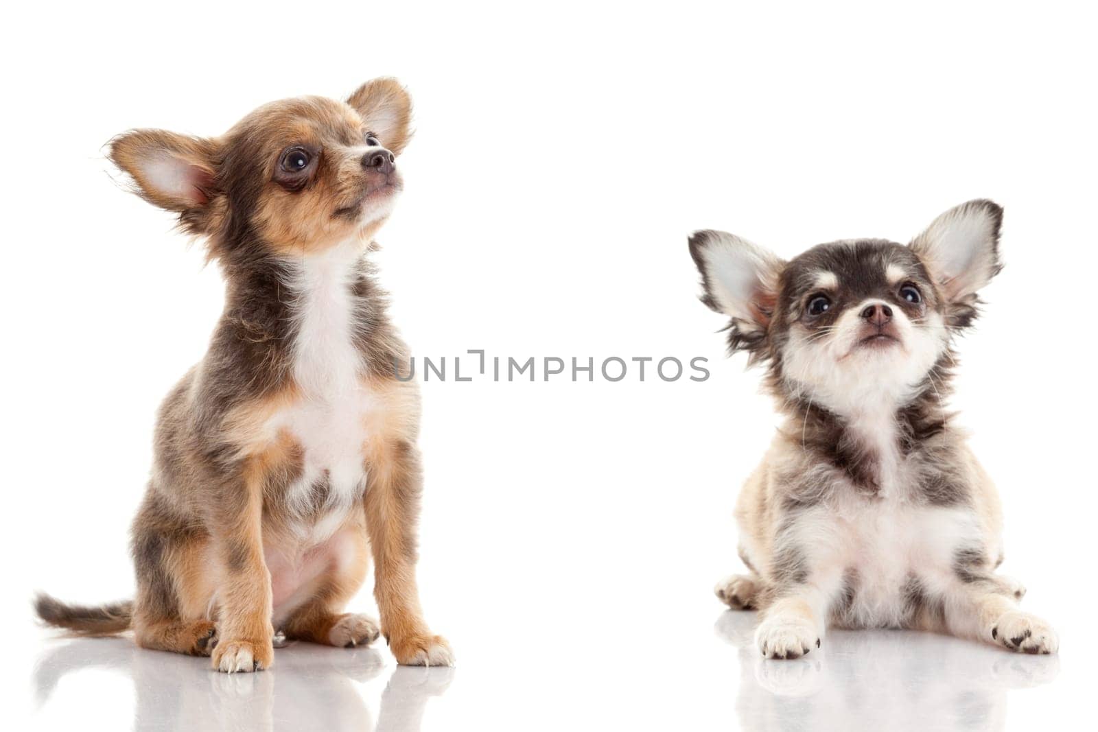 Chihuahua . Cute Chihuahua dog on a white background.