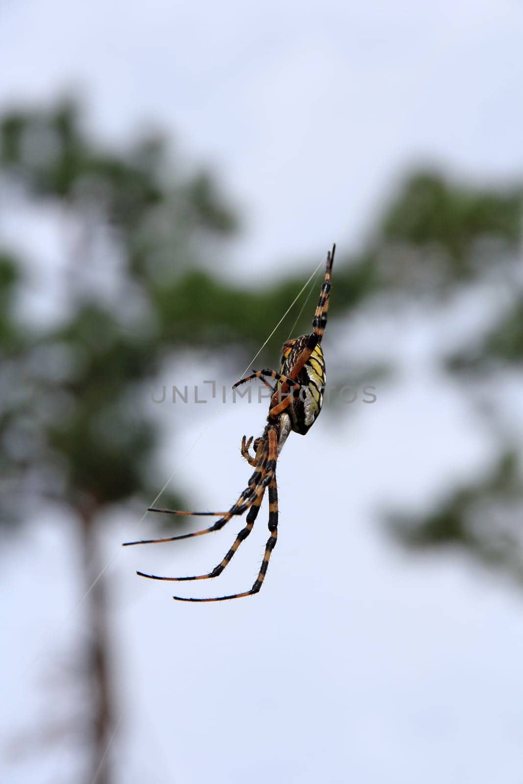 American wasp spider